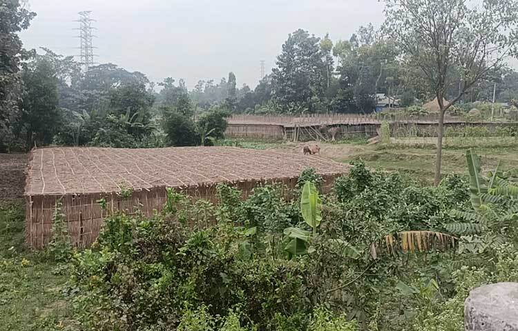 ধর্মপুর গ্রামের কৃষক প্রিয় লাল নাথ ও সাধন চন্দ্র নাথ পৈতৃক সূত্রে পাওয়া পান চাষে এখনো যুক্ত আছেন।