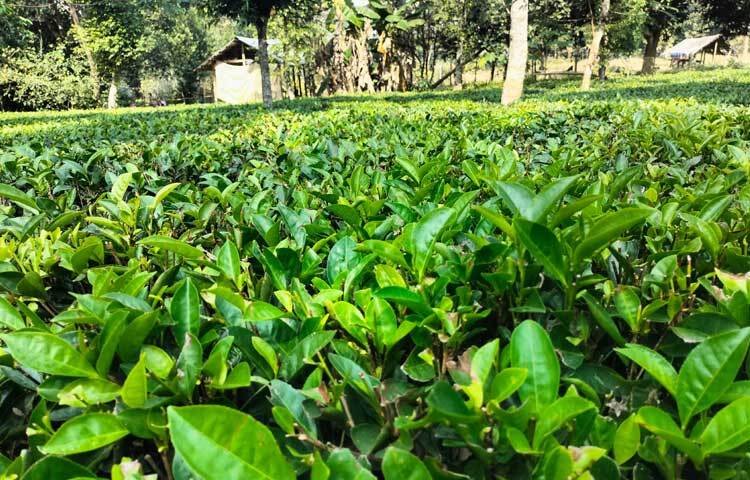 খাগাড়ছড়ির মাটিরাঙ্গা উপজেলা সদর থেকে প্রায় ৫০ কিলোমিটার দূরে সীমান্তবর্তী তাইন্দংয়ের কৃষ্ণদয়াল বিজিবি ক্যাম্পের পাশেই ৩০ বিঘা জমিতে গড়ে তোলা হয়েছে এ চা বাগান।