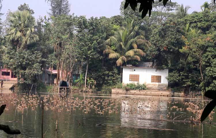 ভোরের আলো ফোটার আগেই শুরু হয় হাজারো পাখির আনাগোনা।