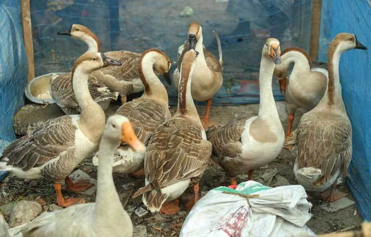 ২০০০-২৫০০ টাকায় মিলছে রাজহাঁস।