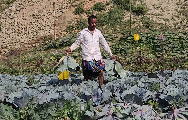 জামাল বলেন, জমিতে চাষসহ উৎপাদন খরচ হয়েছে প্রায় ৭০ হাজার টাকা। অর্ধেকেরও বেশি টাকা লাভ হবে।