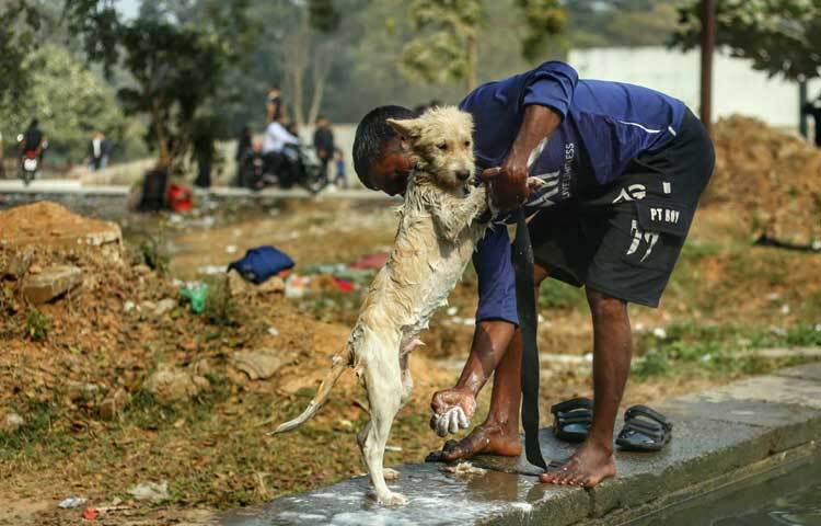 ভালোবাসার মানুষটিকে পেয়ে আনন্দে মেতে ওঠেছে অবুঝ এই প্রাণীটি।
