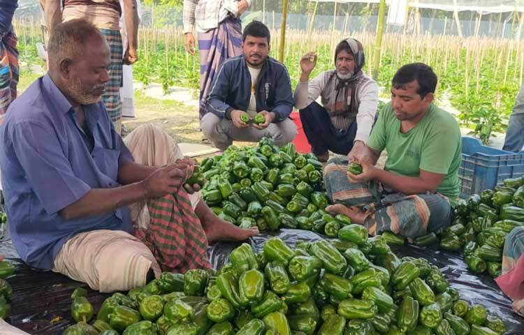 এক সপ্তাহে ১৫০-২০০ টাকা দরে প্রায় ২ হাজার কেজি ক্যাপসিকাম প্রায় ৩ লাখ টাকায় বিক্রি করা হয়েছে।