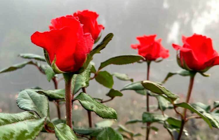 গাছে ফুটে আছে ভালোবাসার প্রতীক লাল গোলাপ।