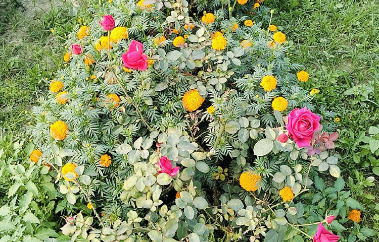 নার্সারিতে শোভা পাচ্ছে নানা রঙের গোলাপ, গাঁদাসহ বিভিন্ন প্রজাতির ফুল।