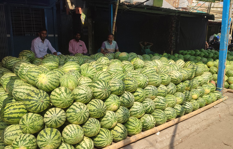 মূলত রমজানকে সামনে রেখে চাষিরা এবার আগাম তরমুজ চাষ করেছেন। এ বছর শীত কম পড়ায় ফলনও হয়েছে বেশি।