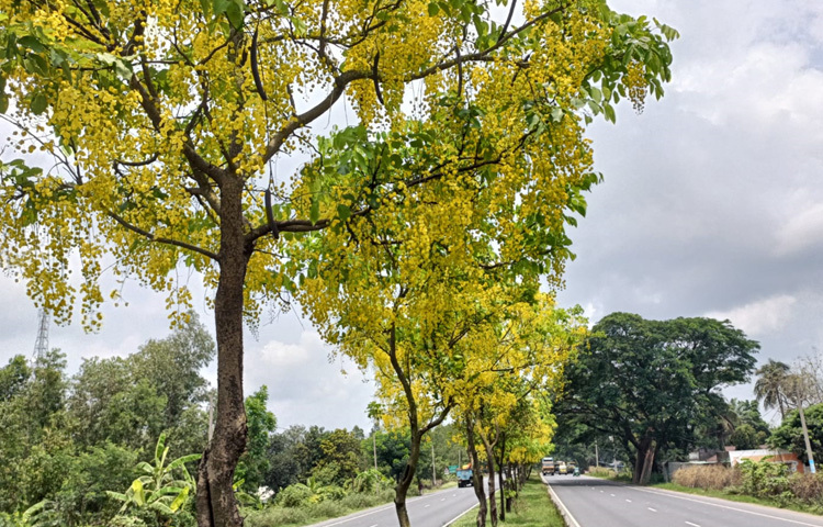 এই সময় মহাসড়ক যেন পরিণত হয় এক প্রাকৃতিক প্রদর্শনীতে। জারুল ও সোনালুর এই ফুলঝরা পথ প্রকৃতির হাতে আঁকা এক শিল্পকর্মের মতো।