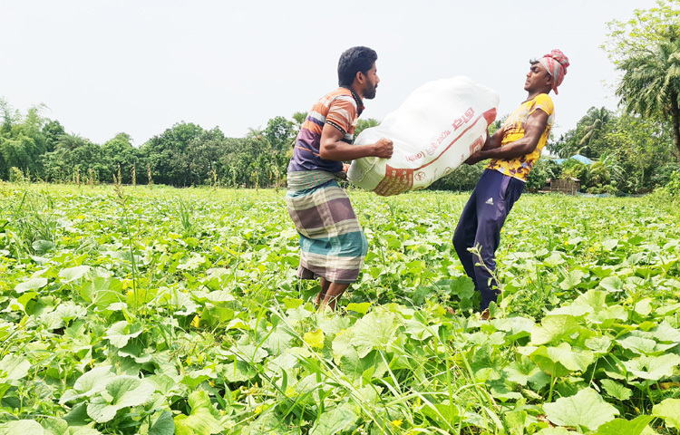 জমি থেকে সংগ্রহ ও পরিবহন খরচ না ওঠায় মাঠেই পচে নষ্ট হচ্ছে অনেক কৃষকের বাঙ্গি।