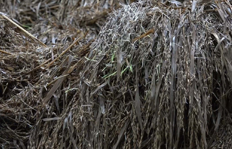 প্রাকৃতিক এই বিপর্যয়ে এলাকার প্রায় ১০০ বিঘার ধানক্ষেত এখন পানির নিচে।