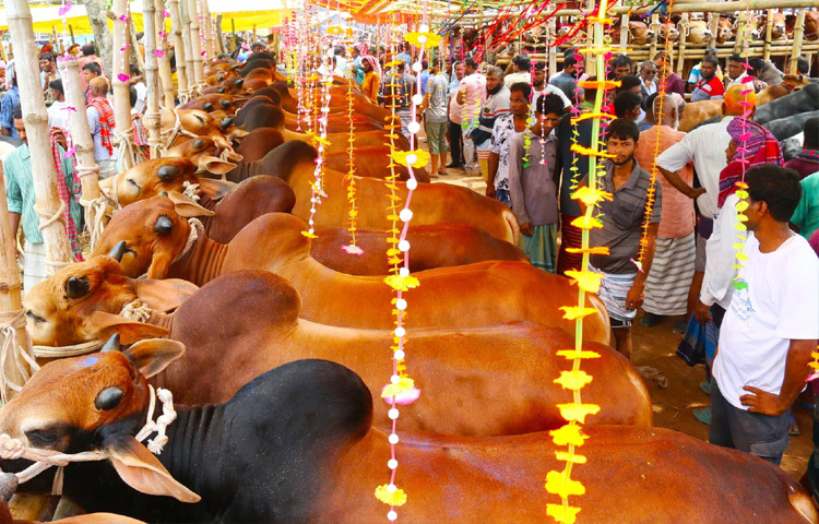 প্রাণিসম্পদ বিভাগের তথ্যমতে, জেলায় ২৭ হাজার ১০১টি খামারে এবার কোরবানিযোগ্য পশুর সংখ্যা ৬ লাখ ৪৮ হাজার ২০৪টি। চাহিদা রয়েছে তিন লাখ ১২ হাজার ৮২টি। এর মধ্যে গরু দুই লাখ, মহিষ প্রায় সাড়ে আট হাজার, ছাগল তিন লাখ ৭২ হাজার ৬১১টি ও ৬৮ হাজারের বেশি ভেড়া রয়েছে। এসব পশু জেলার স্থায়ী ১৭টি ও অস্থায়ী ৮টি হাটে ক্রয়-বিক্রয় হচ্ছে।