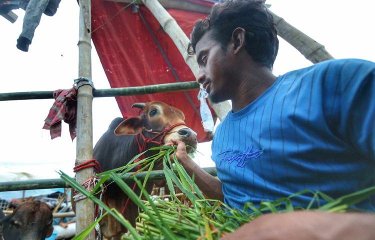 গরুগুলোও বুঝি বুঝে গেছে সময় শেষের দিকে। দীর্ঘপথ পাড়ি দিয়ে হাটে এসেছে, দিনের পর দিন চেয়েছে, দাঁড়িয়ে থেকেছে কাঠের পাটাতনের ওপর। অনেকেই তাদের কিনে নেয়ার পর মুঠো মুঠো খড় খাওয়াচ্ছেন, মাথায় পানি ঢালছেন। এক ধরনের ‘প্রস্তুতি’ চলছে যেন শেষ যাত্রার আগে কিছুটা যত্ন, ভালোবাসা দিয়ে।