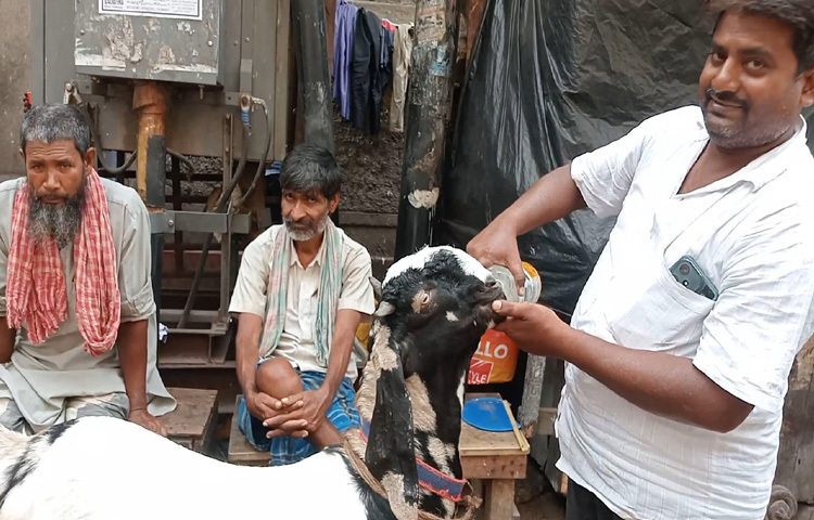 রাজস্থানের মেওয়ার অঞ্চল থেকে ছাগল ও দুম্বা নিয়ে এসেছেন বিক্রেতা তাও সিং। তিনি জানালেন, ‘এই হাটে আমি মোট ৭০টি পশু এনেছি। এখন পর্যন্ত ৩০টি বিক্রি হয়েছে। আশা করছি, ঈদের আগেই সব বিক্রি হয়ে যাবে।’ তার স্টলে ২০ হাজার রুপির সাধারণ ছাগল থেকে শুরু করে ৫০ হাজার রুপি মূল্যের উন্নত জাতের দুম্বাও রয়েছে।