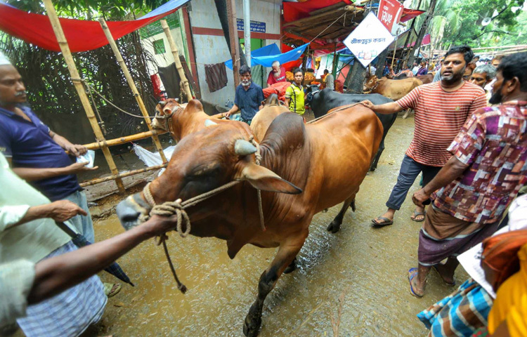 ঈদের আর মাত্র একদিন বাকি। তাই শেষ মুহূর্তের প্রস্তুতিতে জমজমাট হয়ে উঠেছে এই হাট। দিনের আলো থেকে রাতের নিঃশব্দ প্রহর সব সময়ই চলছে ক্রেতা-বিক্রেতার দর কষাকষি, হাঁকডাক আর গরু কেনাবেচার রমরমা।