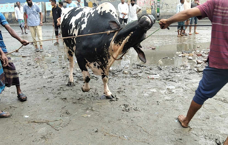 দাম নিয়েও চলছে আলোচনা। এক লাখ থেকে শুরু করে আড়াই-তিন লাখ টাকা পর্যন্ত গরু রয়েছে হাটে। মাঝারি আকারের খাসিও বিক্রি হচ্ছে ২৫ থেকে ৩৬ হাজার টাকার মধ্যে।
