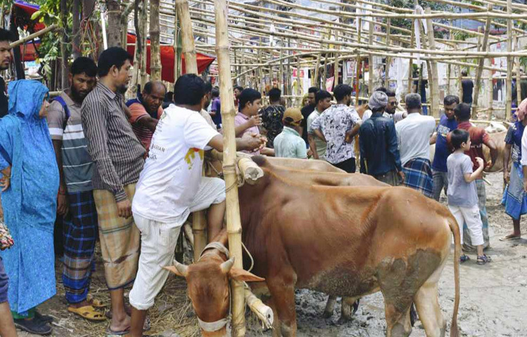 গরু কিনতে এসে হতাশ হয়েছেন অনেকে। শনিআখরা হাটে দেখা মিললো এক পরিবারের, যারা সকাল থেকে হাট ঘুরে গরু পাচ্ছেন না।