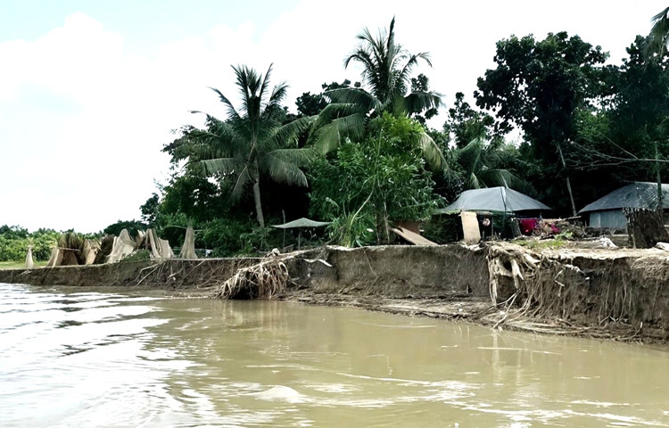 ভাঙ্গন থেকে রক্ষা পেতে ভিটেমাটি ফেলে অনেকেই তাদের ঘর-বাড়ি সরিয়ে নিচ্ছেন অন্যত্র।