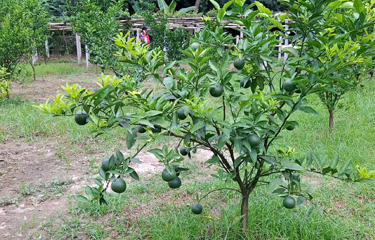 বর্তমানে তার ৩ বিঘা জমিতে দার্জিলিং, মেন্ডারিন ও চায়না জাতের কমলা, ১ বিঘায় ভিয়েতনামি মাল্টা এবং ১৬ শতাংশ জমিতে রাশিয়া ও ইতালির একেলো, সামার রয়েল, এপোলিয়া রোজ, ভ্যালেজ ও হ্যালোইন জাতের আঙুর আছে।