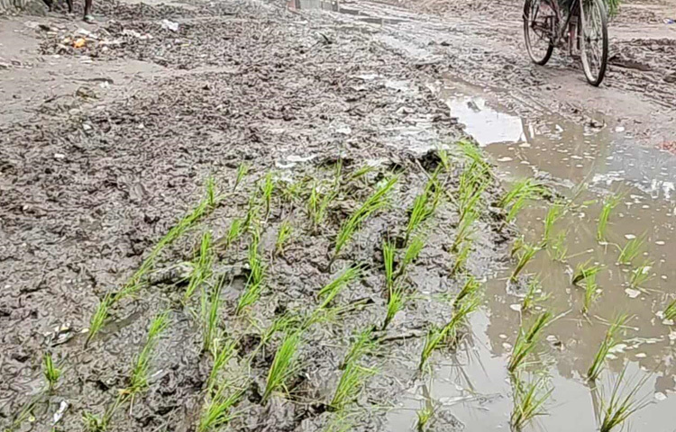 তাদের ভাষায়, রাস্তার বর্তমান অবস্থাই যেন ধান চাষের উপযোগী তাই সেই সুযোগই কাজে লাগিয়েছেন তারা।