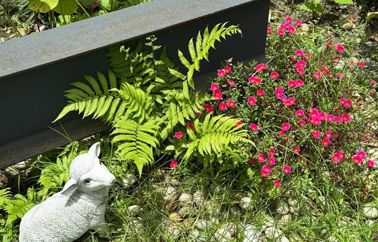 বাগানের এক কোণে নিজের মতো বেড়ে উঠছে ফার্ন আর রেইন লিলি।