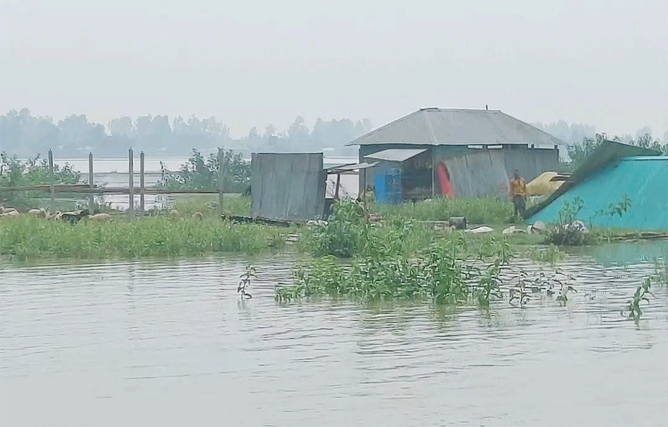 সিরাজগঞ্জে ভারী বর্ষণে যমুনা নদীতে পানি ৯ সেন্টিমিটার বৃদ্ধি পেয়েছে। যা বিপৎসীমার ১৭২ সেন্টিমিটার নিচ দিয়ে প্রবাহিত হচ্ছে। দ্রুত পানি বৃদ্ধির ফলে জেলার সদর, কাজিপুর, শাহজাদপুর, চৌহালী, চলনবিলের নিম্ন অঞ্চল প্লাবিত হয়েছে। ছবি: জাগো নিউজ
