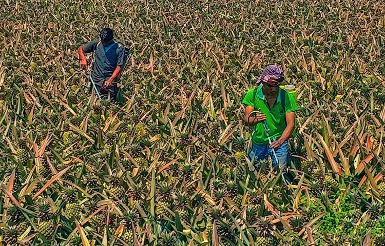 কৃষকদের দাবি, কতটুকু রাসায়নিক প্রয়োগ করতে হবে, তার সঠিক জ্ঞান না থাকায় মনমতো রাসায়নিক প্রয়োগ করা হচ্ছে। এতে ক্ষেতের সব আনারস একসঙ্গে দ্রুত পেকে যায়। পাইকারদের কাছে অনেক আনারস একসঙ্গে বিক্রি করা যায়।