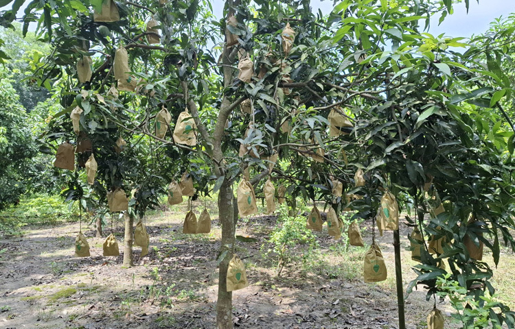 এই পদ্ধতির ফলে আমের গায়ে দাগ পড়ে না, পোকা-মাছির হাত থেকে রেহাই, ওজন বেশি, স্বাদও অপূর্ব, দেখতে আকর্ষণীয়, বাজারের তুলনায় কেজিতে ১০-২০ টাকা বেশি দাম পাওয়া যায়।