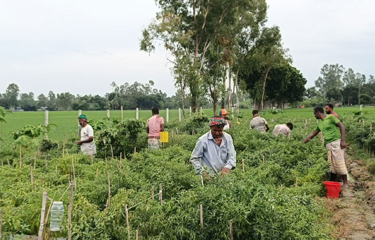 এ পদ্ধতিতে চাষাবাদে অনেক সুবিধা। ফসলের ক্ষেতে আর্দ্রতা সংরক্ষণে মালচিং বিশেষভাবে উপকারী। এ প্রযুক্তি ব্যবহারে ফসল ক্ষেতের জলের সূর্যের তাপ ও বাতাসে দ্রুত উড়ে যায় না। ফলে জমিতে রসের ঘাটতি হয় না। সেচ লাগে অনেক কম। মালচিং ব্যবহার করলে জমিতে প্রায় ১০ থেকে ২৫ ভাগ আর্দ্রতা সংরক্ষণ করা সম্ভব। ফেরোমন হলুদ ফাঁদ মরিচ ক্ষেতের জন্য ক্ষতিকারক পোকামাকড় থেকে রক্ষা করে।