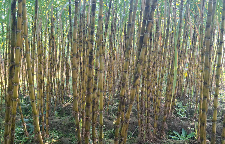কচুয়া উপজেলার বাধাল বাজারে দেখা যায়, ভোরের আলো ফুটতেই ক্রেতা-বিক্রেতাদের হাকডাকে মুখর বাজারটি। ভোর থেকেই জেলার বিভিন্ন জায়গা থেকে ভ্যান, পিকাপ ও ট্রাকে করে নিয়ে আসা আখ বেচাকেনা চলে।