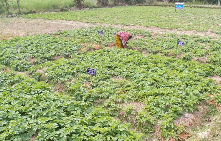 আলু আবাদে বিভিন্ন উচ্চফলনশীল জাতের ব্যবহারের পাশাপাশি কৃষকরা নতুন নতুন প্রযুক্তি ব্যবহার করে চাষাবাদ করছেন। এতে কৃষকদের চাষাবাদ খরচ যেমন কমছে তেমনি আলুর উৎপাদনের পরিমাণও বাড়ছে। ছবি: আব্দুস সালাম আরিফ