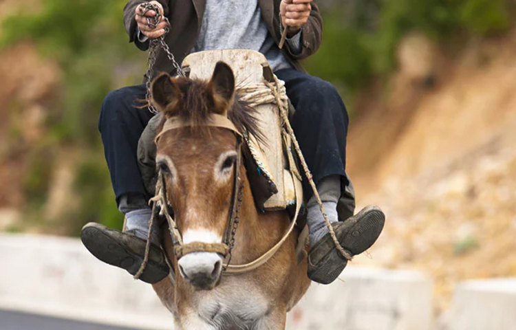 বাইবেলে গাধাকে যিশুখ্রিস্টের বাহক বলা হয়েছে। যীশু জেরুজালেমে ঘোড়ার পিঠে না চড়ে গাধার পিঠে চড়ে প্রবেশ করেছিলেন। ছবি: সংগৃহীত