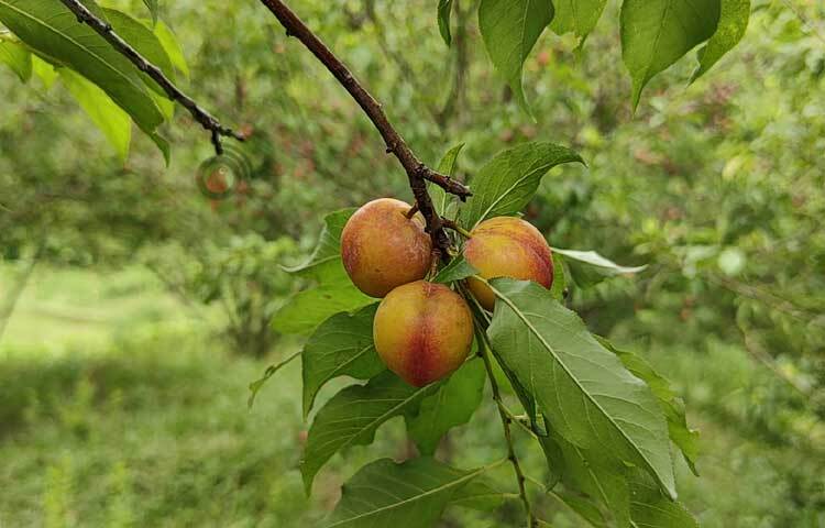 আলুবোখরা মূলত পোলাও, বিরিয়ানি, রোস্ট, সালাদ, জ্যাম, জেলি, আচার এবং বোরহানিসহ নানা অভিজাত খাবার তৈরিতে ব্যবহার হয়। বাংলাদেশে ফলটি সাধারণত ভারত থেকে আমদানি করা হয়। সপ্তদশ শতাব্দীতে দক্ষিণ-পূর্ব ইউরোপে আলুবোখারার উন্নত জাতগুলো উদ্ভাবিত হয়। বর্তমানে বিশ্বের প্রায় শীত প্রধান ও অল্প উষ্ণ এলাকায় ব্যাপকভাবে আলুবোখারা চাষ হচ্ছে। ছবি: মুজিবুর রহমান ভুইয়া
