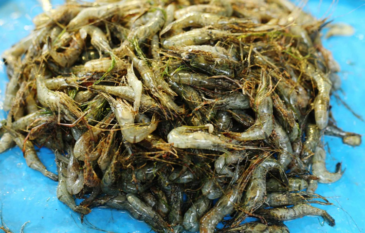 এছাড়া চিংড়ি মাছও রয়েছে। তবে এসব চিংড়ি বাজারে চাষ বা সামুদ্রিক নয়। বিক্রেতারা বলছে এগুলো সব দেশি চিংড়ি। ছবি: মাহবুব আলম