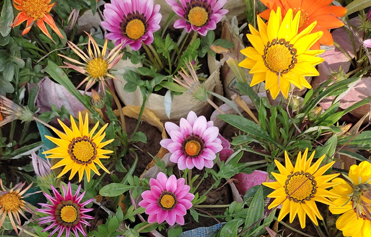 বাগানে লাগানো হয়েছে নানারকম সূর্যমুখী ফুল। ছবি: এম মাঈন উদ্দিন