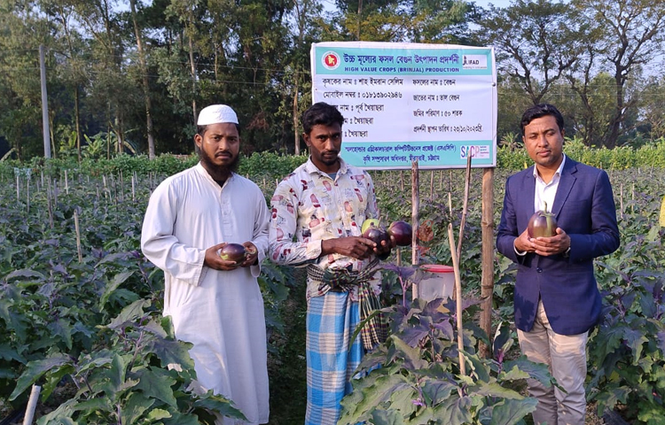 তিনি আরও বলেন, কৃষি বিভাগ সব সময় কৃষকদের পাশে রয়েছে। আমি নিজে মাঠে গিয়ে পরিদর্শন করে চাষিদের পরামর্শ দিয়ে যাচ্ছি। এছাড়া তাল বেগুন চাষিদের যেকোনো সমস্যা সমাধানে পরামর্শ ও সহযোগিতা করার জন্য  ব্লকের দায়িত্বে থাকা কৃষি কর্মকর্তাদের তাগিদ দেওয়া হয়েছে। ছবি: এম মাঈন উদ্দিন