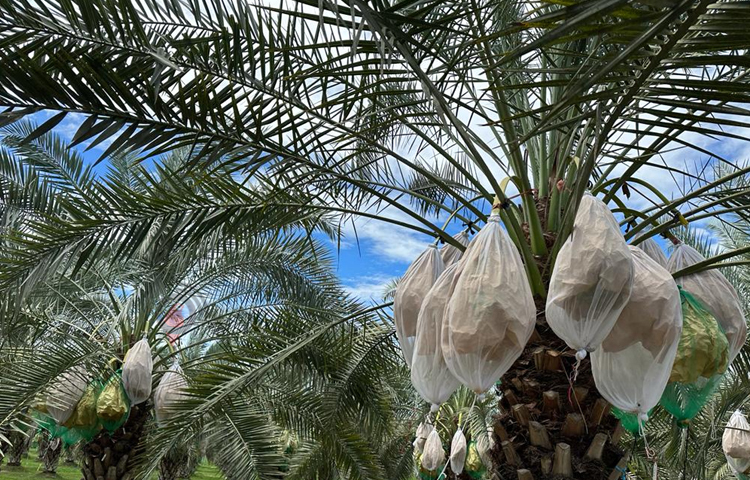 বাগান ঘুরে দেখা গেছে, প্রতিটি গাছে খেজুর ঝুলছে। খেজুরগুলো গাছের মধ্যে পলিথিন দিয়ে মোড়ানো। কয়েকশ’ শ্রমিক বাগানে কাজ করছে। কেউ গাছ থেকে খেজুর নামাচ্ছেন, কেউ গাছের পরিচর্চা করছে আবার কেউ বা চারার পরিচর্চা করছে। ছবি: এম মাঈন উদ্দিন