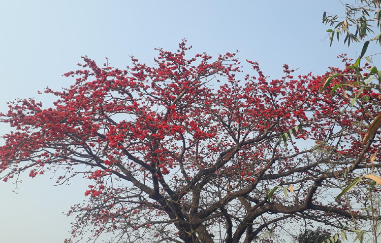 বসন্তে ভালোবাসার কথা জানান দিতে প্রকৃতিকে রাঙিয়ে হেসে উঠেছে শিমুল। যা পথচারীদের দৃষ্টি কাড়ছে। ছবি: এমদাদুল হক মিলন
