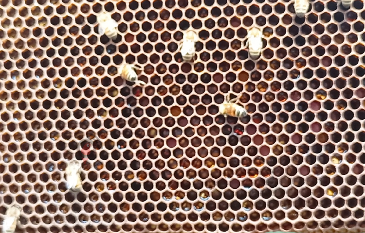 জানা গেছে, জেলায় মোট মৌ খামার রয়েছে ৩০টি। প্রতিটি খামারের ৫০ থেকে ২০০টি পর্যন্ত মৌবাক্স রয়েছে। ছবি: বিধান মজুমদার