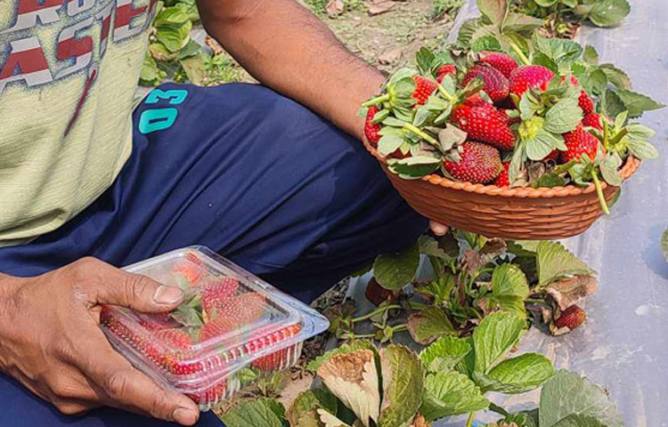 অনেকে কিনছেন, কেউবা আবার নিচ্ছেন চাষের পরামর্শ। এলাকার কৃষকেরা বলছেন, অন্য চাষের চেয়ে লাভ বেশি হাওয়ায় চারা পেলে তারাও চাষ করবেন স্ট্রবেরি। ছবি: মো. জামাল হোসেন