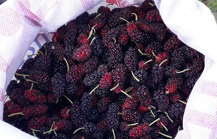 কর্মকর্তারা বলছেন, বোর্ড থেকে এই তুঁত ফল সংগ্রহের জন্য নির্দেশনা এলে অবশ্যই আমরা তা পালন করবো। ছবি: এমদাদুল হক মিলন