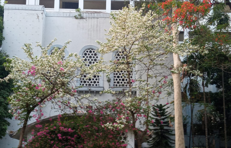 এসব ফুলের গন্ধ নিতে ও নিজের স্মৃতির পাতায় সুন্দর মুহূর্তটি যুক্ত করতে শিক্ষার্থীদের পাশাপাশি দূর-দূরান্ত থেকেও মানুষ আসছে, ছবি তুলছে। ছবি: হাসান আলী