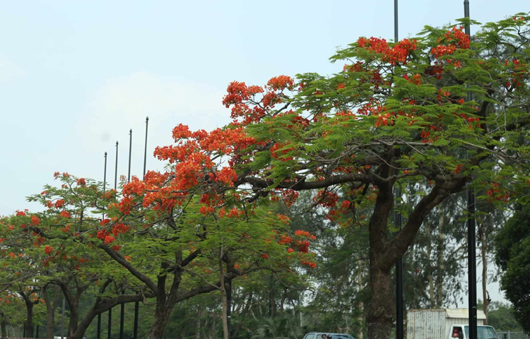 জাতীয় সংসদ ভবনের ক্রিসেন্ট লেক সংলগ্ন সড়ক ও চন্দ্রিমা উদ্যানের ভেতরের অনেক গাছে ফুটে আছে নয়ন জুড়ানো কৃষ্ণচূড়া। ছবি: মাহবুব আলম