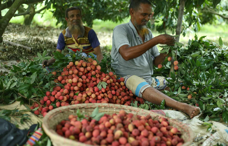 বাগান থেকে লিচু পেরে তা ৫০টি করে থোকা করা হচ্ছে। ছবি: মাহবুব আলম