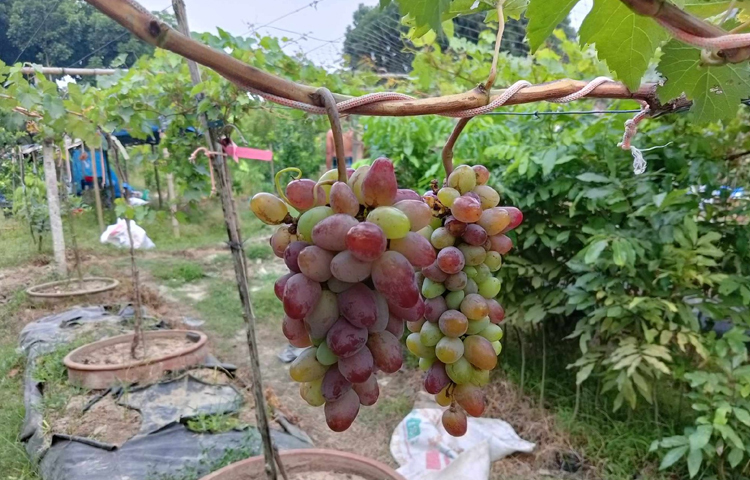 ফজলে রাব্বির বাগানে ৫০ শতাংশ জমিতে এক বছর বয়সী বিভিন্ন জাতের প্রায় ৪৫০টি আঙুরের গাছ রয়েছে। ছবি: এন কে বি নয়ন