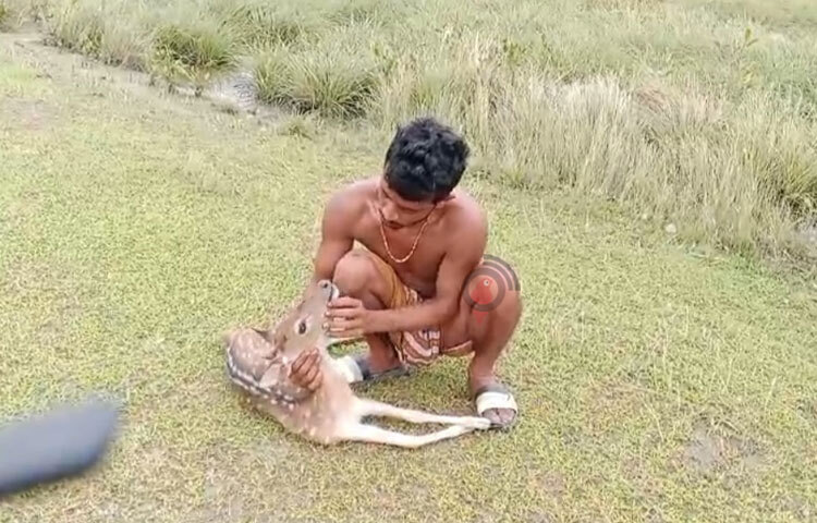 আহত হরিণকে বাঁচানোর আপ্রাণ চেষ্টা করছেন এক ব্যক্তি। ছবি: আবু হোসাইন সুমন
