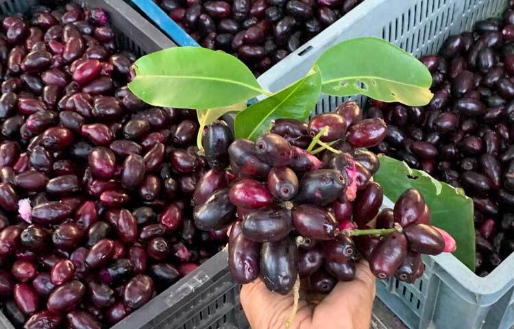 মে মাসের শেষ সপ্তাহ থেকে প্রতিদিন গড়ে আট মণ জাম সংগ্রহ করেছেন আহসান হাবিব। শুরুর দিকে মণপ্রতি জাম আট হাজার টাকায় বিক্রি হয়েছে। ছবি: আরিফুর রহমান