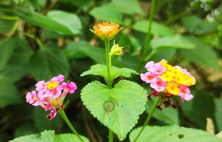 পাতা ছেড়ে ফুলের পাপড়িতে যেন রঙময় হয়ে আছে প্রকৃতি। ছবি: আরমান খান