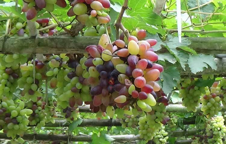 মাচায় ঝুলছে কাচা-পাকা আঙ্গুর। ছবি: রুবেলুর রহমান