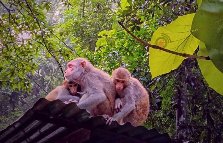 পরম স্নেহে সন্তানকে জড়িয়ে ধরে রেখেছে মা বানরটি।  ছবি: মো. শাওন
