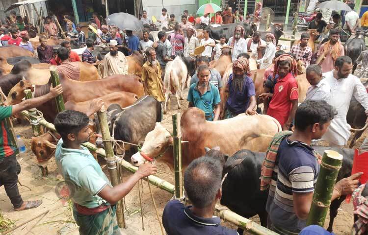 পছন্দ মতো পশু খোঁজে নিচ্ছেন ক্রেতারা। ছবি: মাহবুবুল ইসলাম পলাশ