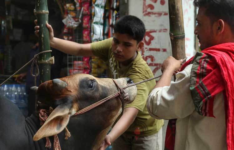 পরম স্নেহে গরুর গলায় হাত বুলিয়ে দিচ্ছেন এক খামারি। ছবি: মাহবুব আলম